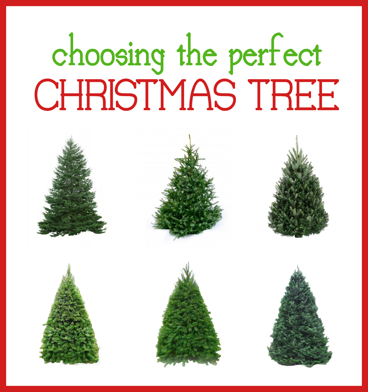 Types Of Christmas Trees Cheap Filing Cabinets