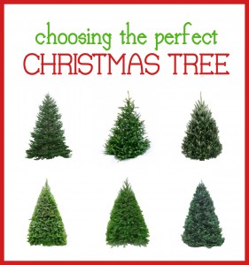 choosing the perfect tree