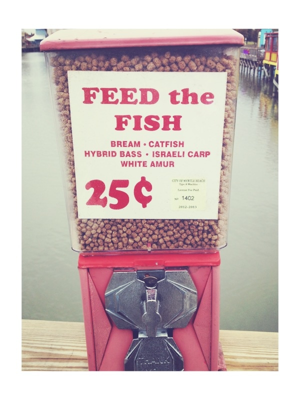 feed the fish - giving
