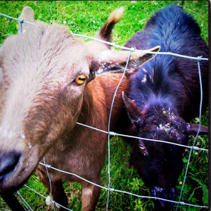 goats housesitting