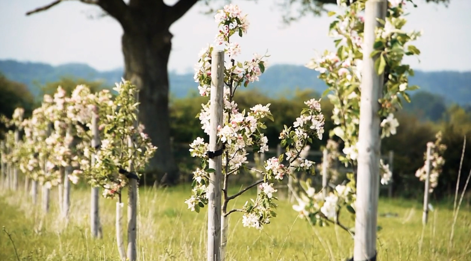 our orchard