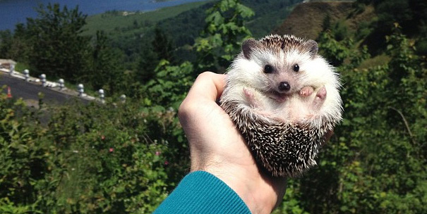 biddy the hedgehog