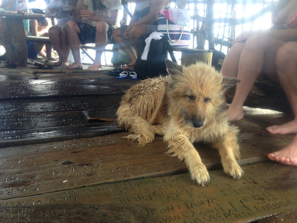 Dog at the Pelican Bar in Jamaica